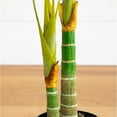 thumbnail image 4 of Nearly Natural 60" Golden Cane Artificial Palm Tree in Green/Black, 4 of 6