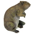 thumbnail image 4 of Design Toscano QM2447200 Standing Beaver Statue,full color, 4 of 7