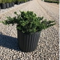 thumbnail image 5 of Parson's Juniper - Juniperus squamata expansa 'Parsonii', 5 of 6