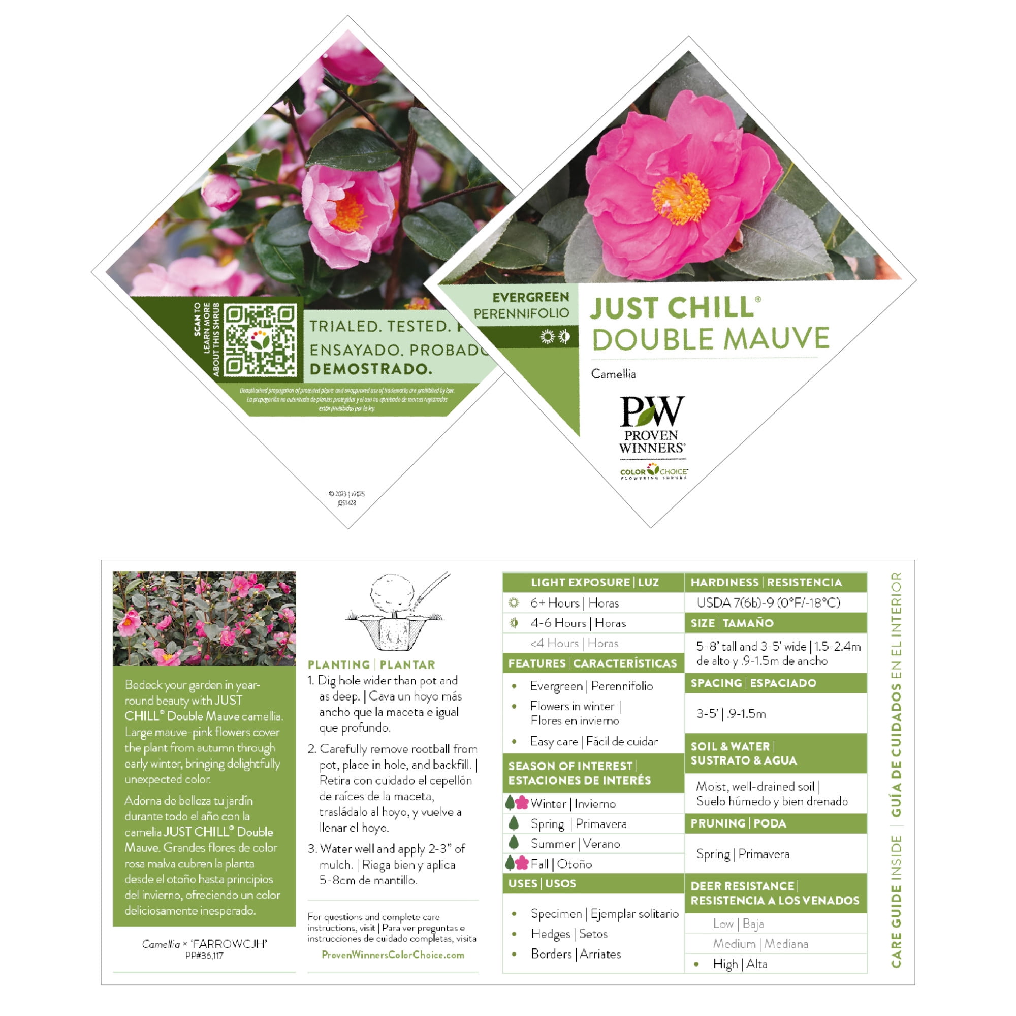 Proven Winners ColorChoice 5" Pink Just Chill Double Mauve Camellia Live Plant in 4.5" Pot (4 Count)