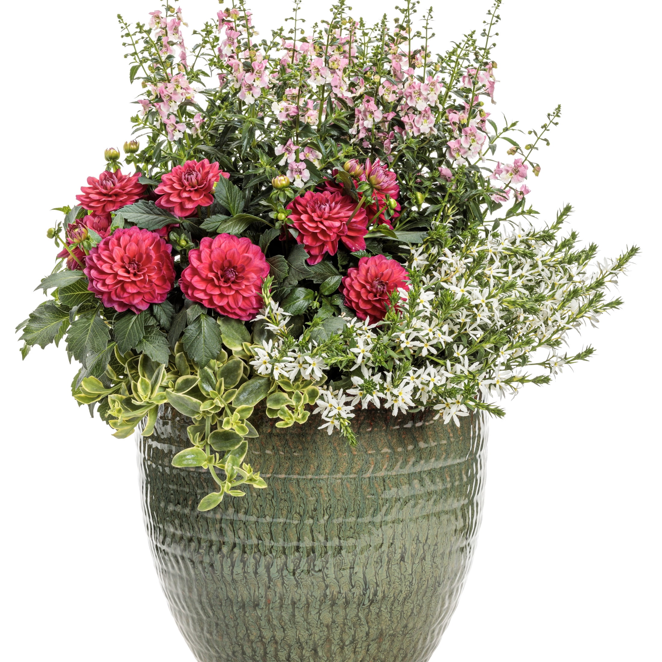 Proven Winners 8" Pink Virtuoso Rad Raz Dahlia Live Plant in 6.5" Pot
