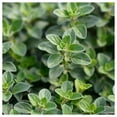 thumbnail image 2 of Everwilde Farms - 1 oz Sweet Marjoram Herb Seeds - Gold Vault Bulk Seed Packet, 2 of 3