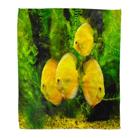 SIDONKU Throw Blanket Warm Cozy Print Flannel Colorful Fish Yellow Fishes Orange Pet Sea Tank World Aquarium Scuba Tropical Comfortable Soft for Bed Sofa and Couch 58x80 Inches