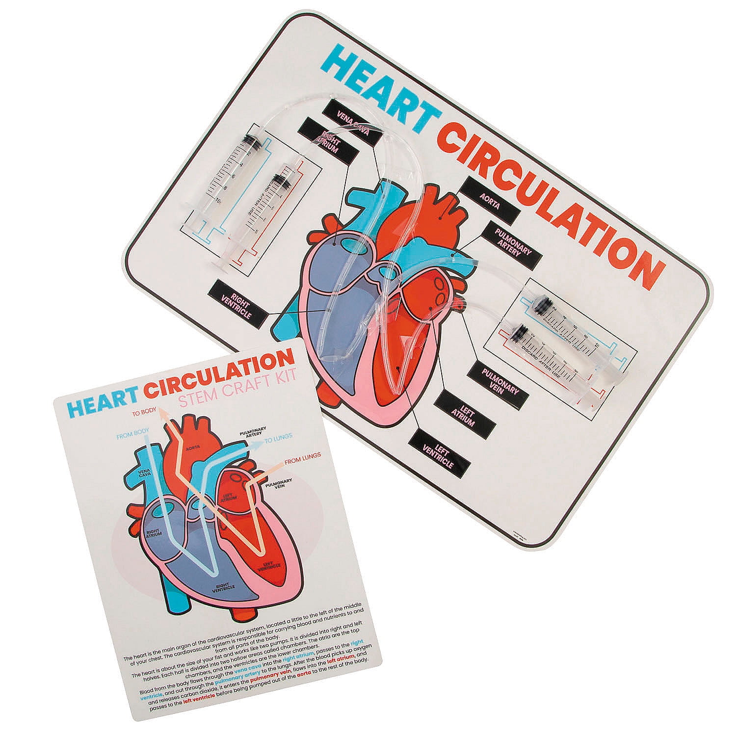 Fun Express 17 x 11 STEM Heart Circulation Activity Learning Challenge Craft Kit - Makes 12