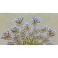 thumbnail image 2 of Jaynes Gallery 14x10 White Modern Wood Framed Museum Art Print Titled - USA-Washington State-Seabeck Close-up of Queen Annes lace plant, 2 of 4