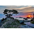 thumbnail image 2 of Restuccia, Joe III 24x17 Black Ornate Wood Framed with Double Matting Museum Art Print Titled - USA-California-Crescent City-Monterey Cypress, 2 of 4