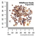 thumbnail image 3 of Ferry-Morse 2.8G Wildflower Fragrant Mixture Annual Flower Seeds, Full Sun, 3 of 11
