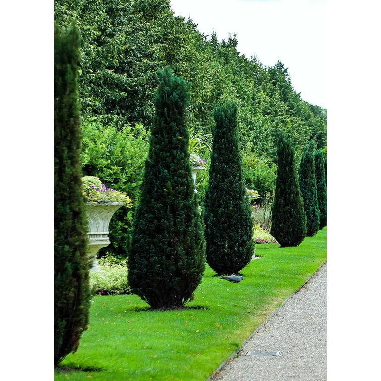 Hetzi Columnar Juniper 3 Live Gallon Size Trees Juniperus