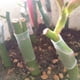 thumbnail image 5 of Fundas de silicona para injerto. Tubos flexibles que promueven la curación de árboles frutales. Funda protectora de 3-7,5 mm para troncos de árboles, ideal para injertos de ramas y plantas., 5 of 7