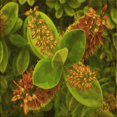 thumbnail image 1 of Ahgly Tapis d'Intérieur Lavable en Machine Carré Transitionnel Jaune Foncé Vert, 4 Pieds Carré, 1 of 7