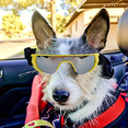 thumbnail image 5 of Gafas para perros, protección ocular para perros pequeños, gafas de sol impermeables, protección UV a prueba de viento con correa ajustable, 5 of 5