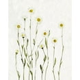 thumbnail image 2 of Caroline, Emma 15x18 Black Ornate Wood Framed with Double Matting Museum Art Print Titled - White Antique Daisies I, 2 of 4