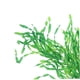 thumbnail image 5 of KAKOWELY En Para Decorar Peceras Con Apariencia Natural Y Fácil Limpieza, 5 of 8