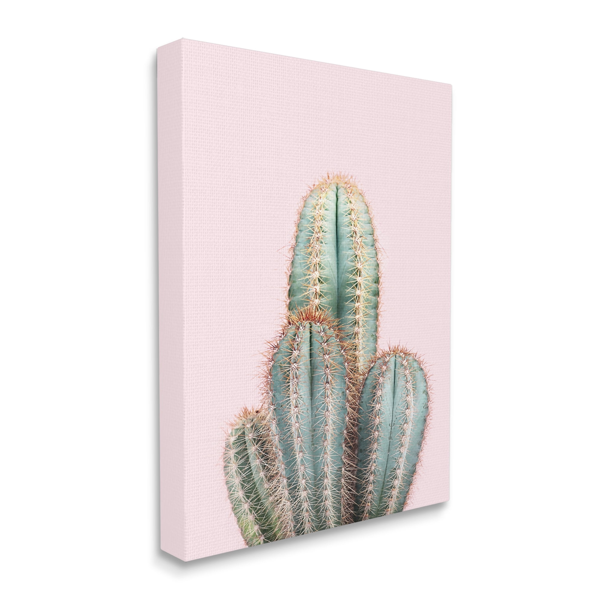 Stupell Industries Blush Cactus Vegetation Botanical & Floral Photography Gallery Wrapped Canvas Print Wall Art, 36 x 48