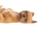 thumbnail image 3 of Dormir Francés Perros Animales Mascota, 3 of 8