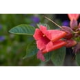 thumbnail image 4 of SHIYOU-Graines de Vigne Trompette Colibri, Variété Rouge Foncé, Lot de 20, 4 of 4