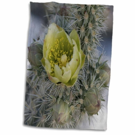 3dRose California. Silver Cholla cactus in Anza Borrego Desert State Park - Towel, 15 by
