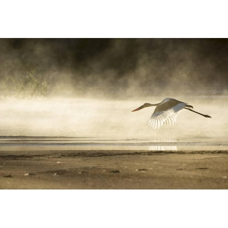 - Saddle Billed Stork Print Wall Art By Michele Westmorland