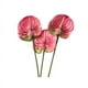 thumbnail image 1 of 3 Flores de Anturio Artificiales de 22.8 Pulgadas para DecoracióN del Hogar, Ramo y Hojas y DecoracióN de Boda Nupcial (Rosa), 1 of 5