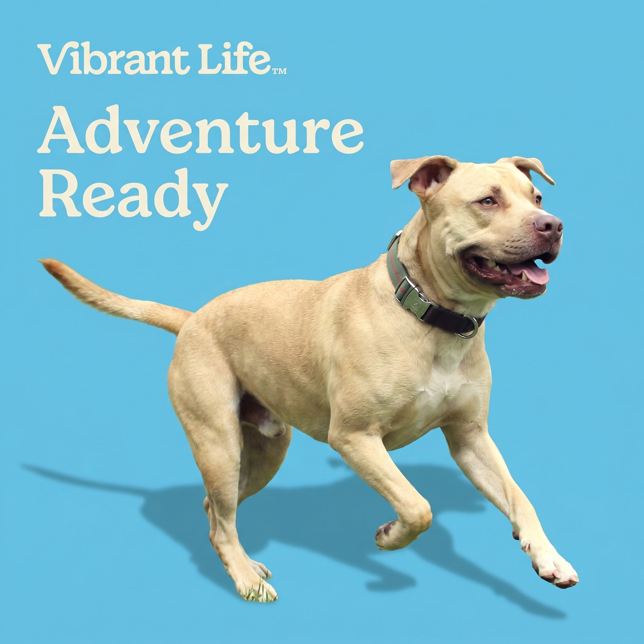 Vibrant Life Reflective Adjustable Dog Collar, Olive Green, M