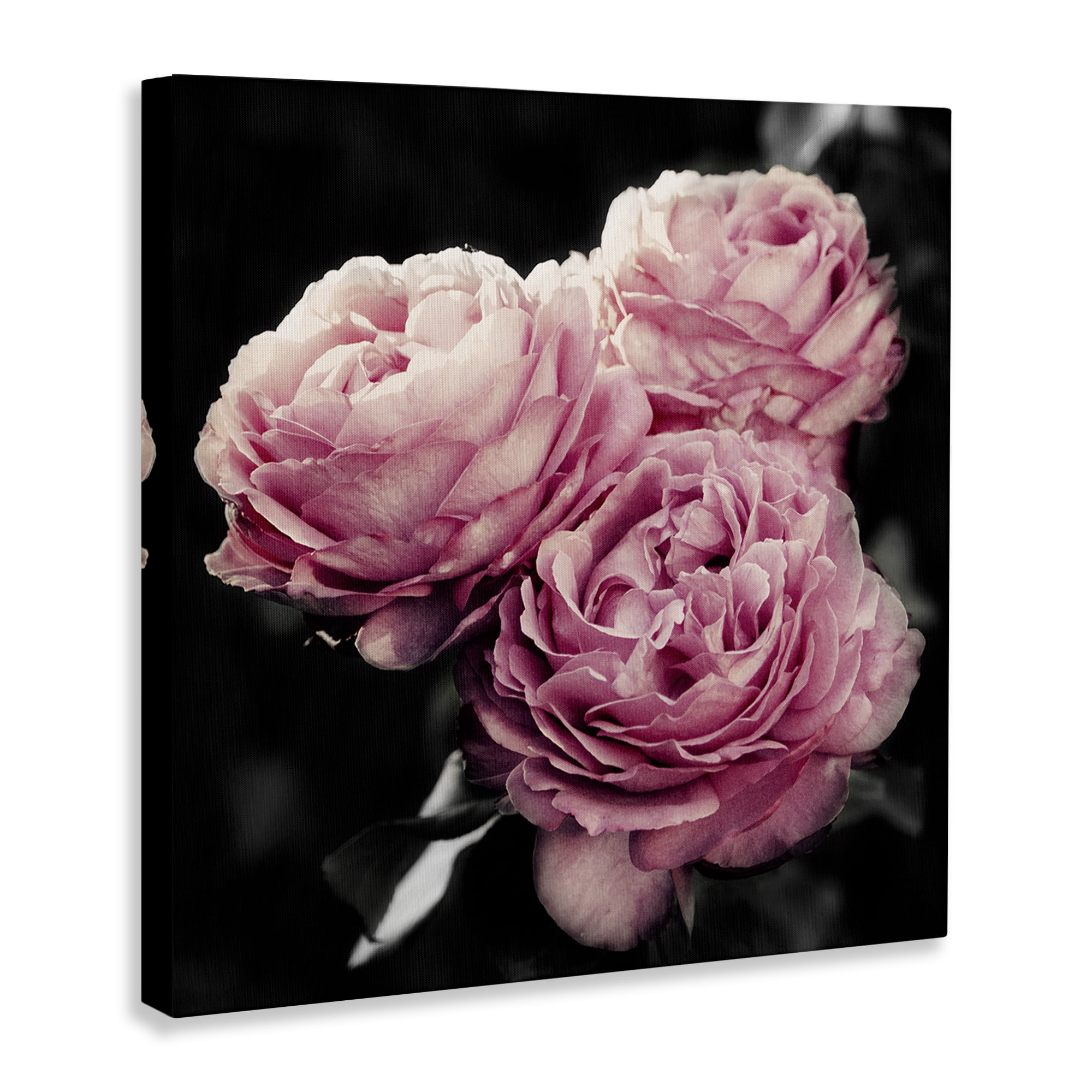 Stupell Industries Full Blooming Roses Plants & Flowers Photography Wrapped Canvas Art Print Wall Art, 24 x 24