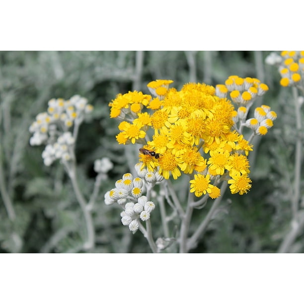 The Blooming Of The Wormwood Sagebrush20 Inch By 30 Inch Laminated