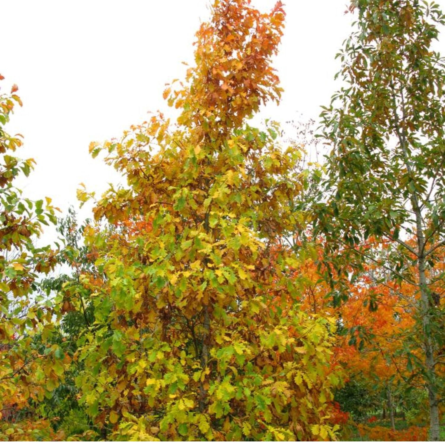 Expert Gardener 3-4' Swamp White Oak Hybrid Live Tree in 1 gal Grower Pot