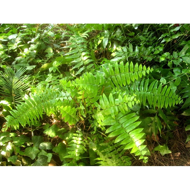 Macho Fern Live Plant in a 6 Inch Pot Nephrolepsis Biserrta 'Macho