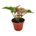 thumbnail image 5 of Syngonium Neon Robusta (2" Terracotta Pot) - Pink Arrowhead Plant - Colorful Houseplant for Decoration - Air-purifying Indoor Houseplant, 5 of 9