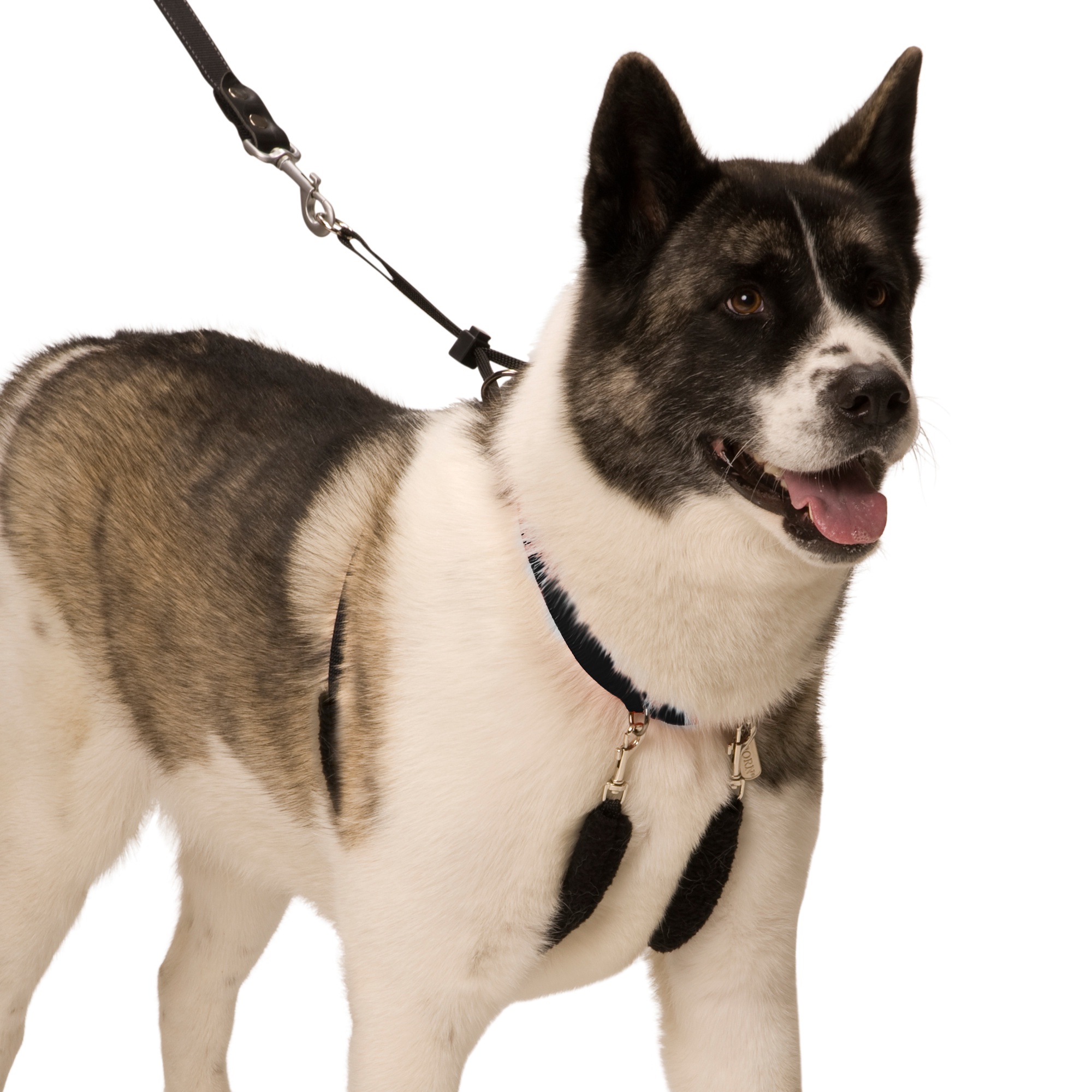 Sporn Training Dog Halter, Black, X-Large (23-33" Neck Size)