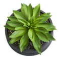 thumbnail image 2 of Nearly Natural Plastic 10" Large Succulent Artificial Plant in Decorative Bowl, Green, 2 of 2
