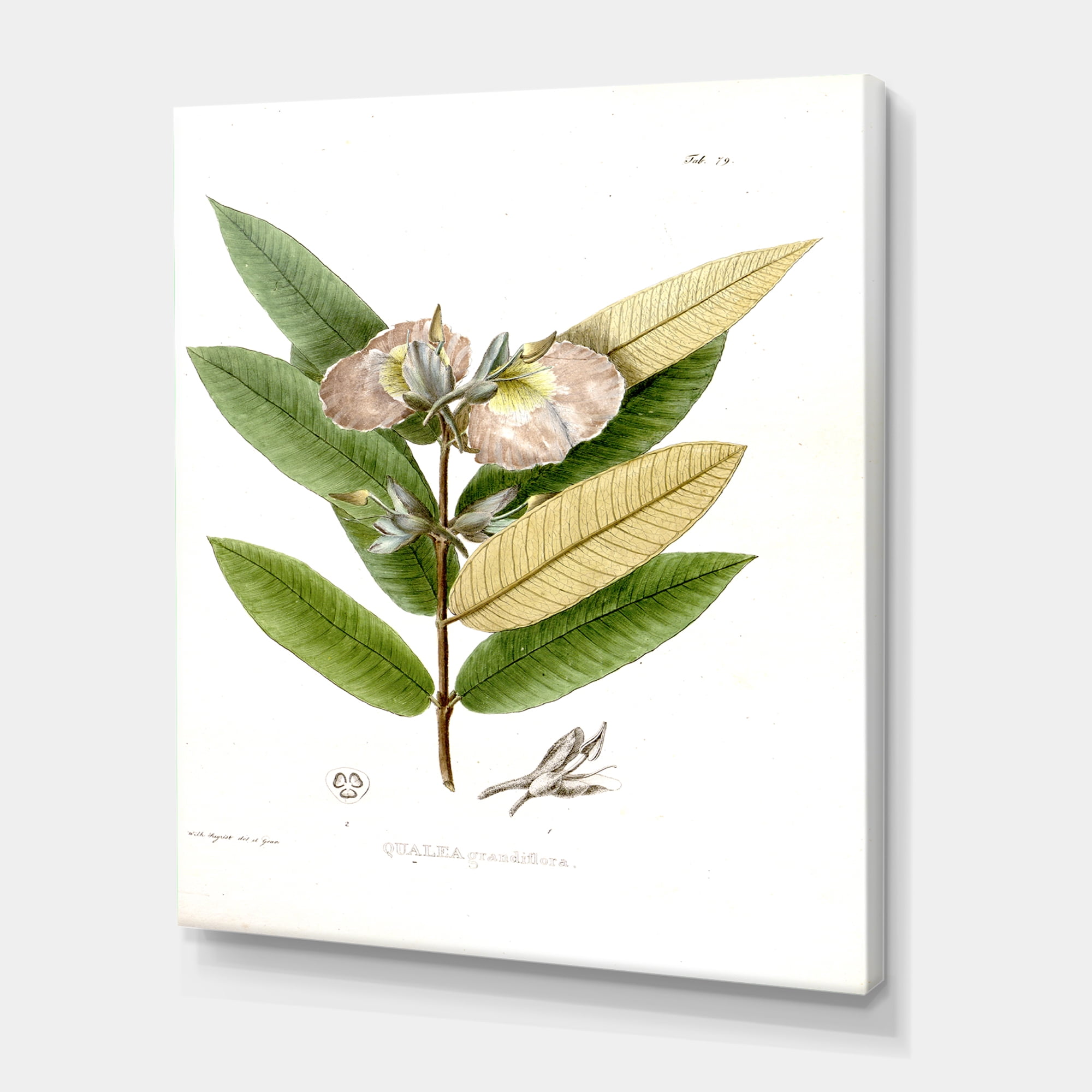 Designart ' Ancient Blossoming Flower II ' Traditional Canvas Wall Art Print