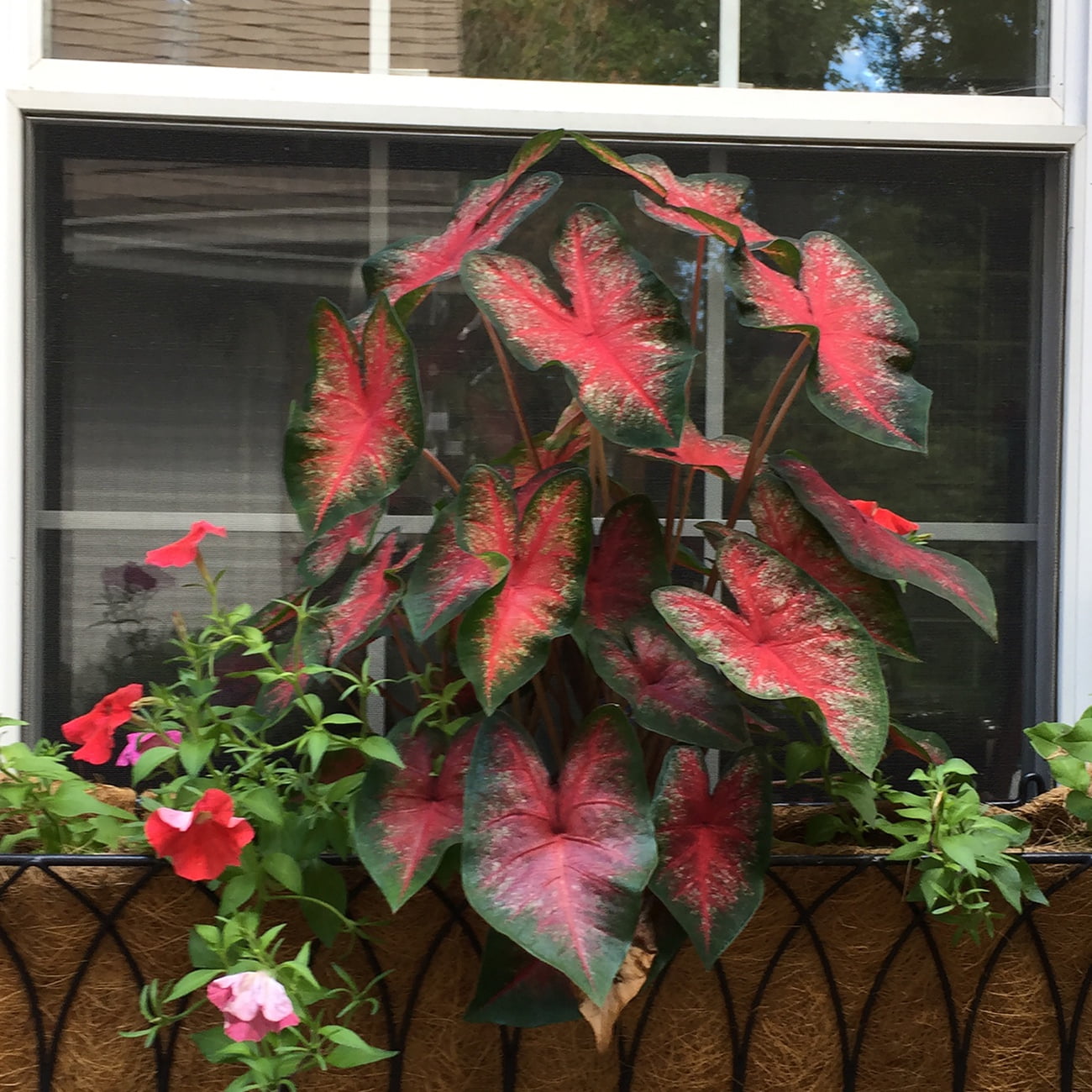 Van Zyverden Caladiums Fancy Leaf Bombshell Set of 3 Bulbs Multicolor Full Shade