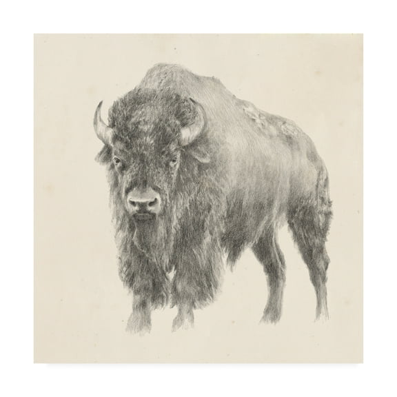 Trademark Fine Art 'Western Bison Study' Canvas Art by Ethan Harper