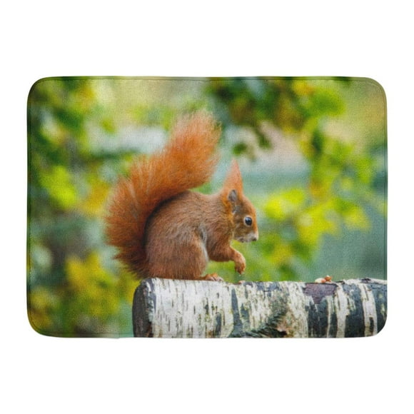 YUSDECOR Brown The Red Squirrel Eurasian is Species of Tree in Genus Sciurus Common Throughout Eurasia Arboreal Rug Doormat Bath Mat 23.6x15.7 inch