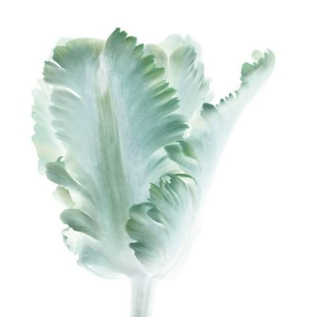 - Light 3: parrot Tulip Print Wall Art By Doris Mitsch