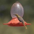 thumbnail image 5 of Perky-Pet 32 oz Orange Plastic Oriole Feeder, 5 of 6