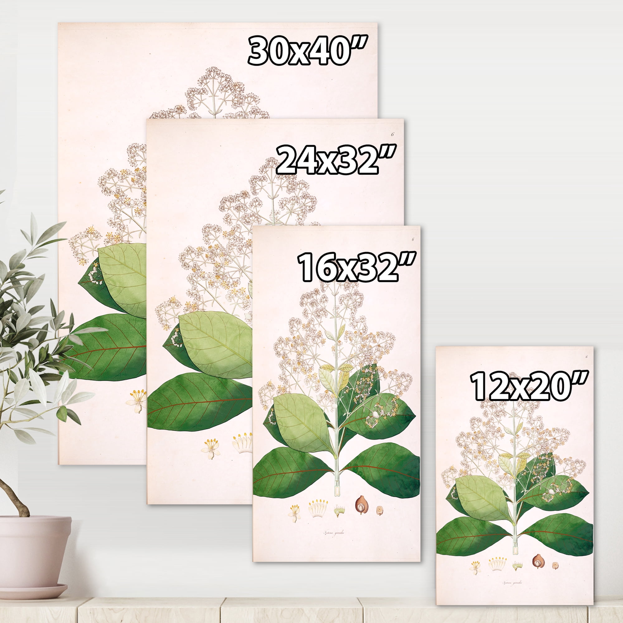 Designart ' Ancient London Plants III ' Farmhouse Canvas Wall Art Print