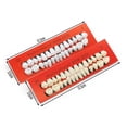 thumbnail image 3 of Realistic Dental Oral Material Teaching Mold (28 Teeth) | High-Quality Acrylic Resin Model for Denture Fabrication & Student Training, 3 of 8