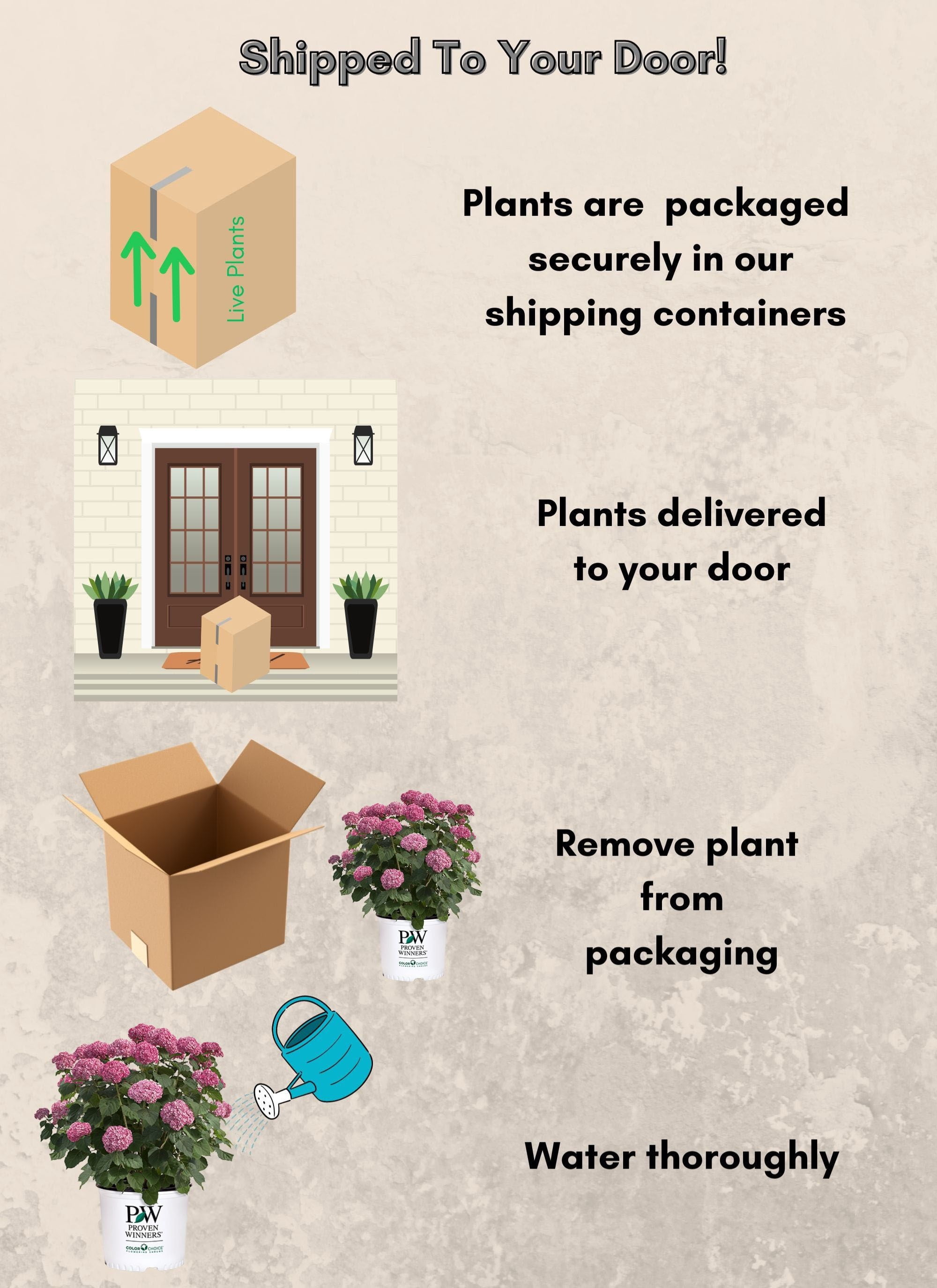 Proven Winners ColorChoice Invincibelle Mini Mauvette Hydrangea Live Shrub (2 Gallon)