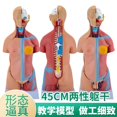 thumbnail image 1 of 23-Piece Detachable 45CM Human Torso Model for Medical Education, Male & Female Anatomical Structure with Removable Organs, High-Durability Premium Material, Easy-to-Use Teaching Tool for Home, 1 of 5