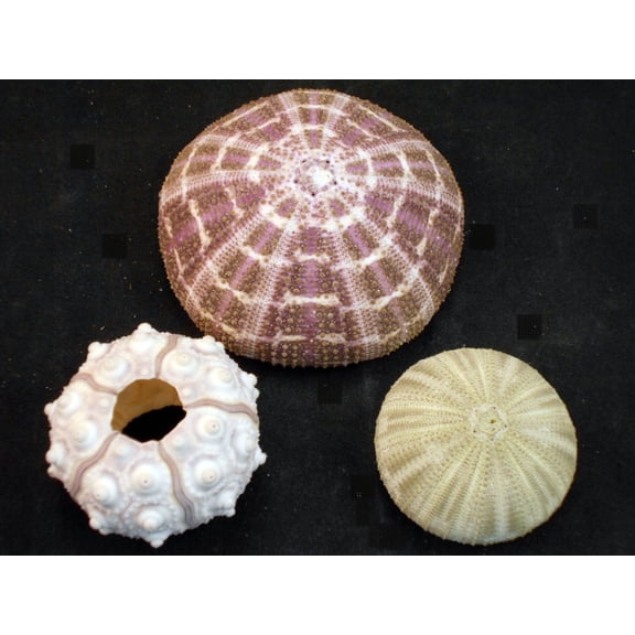Decorative Sea Urchin Decor & Crafts Sampler: Natural Sputnik, Green and Alfonso Nautical Beach