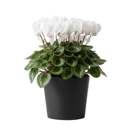 Potted Cyclamen Plant Live, Perennial Flowers Bush, White Blooms, Cyclamen Live Plant in 4 Inches Pot for Indoor Outdoor Growing