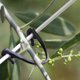 thumbnail image 4 of BESTYASH 100Ud Clips Para Y Plantas Con Fijación Rápida Y Uso Práctico En Jardín, 4 of 8