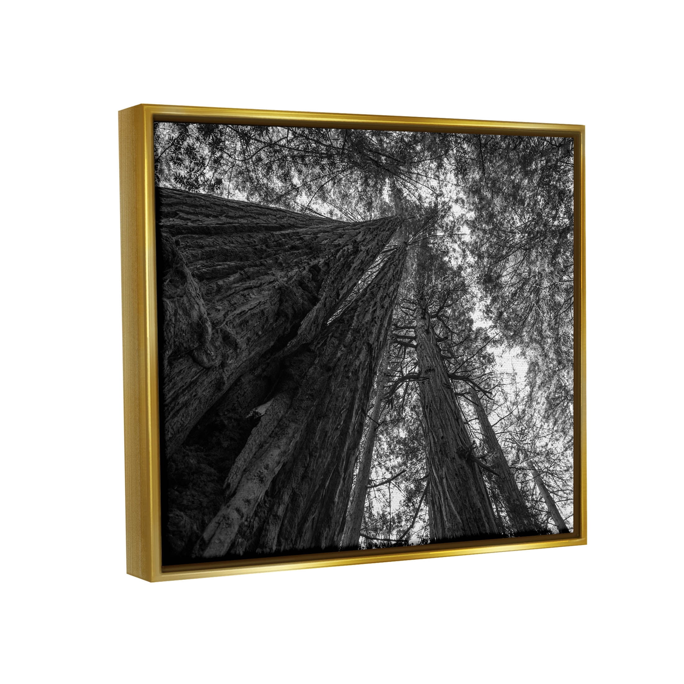 Stupell Industries Sky High Tree Looming Photograph Metallic Gold Floating Framed Canvas Print Wall Art, Design by Aaron Matheson