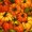 Pumpkin 12, variant on Erosebridal Hippie Harvest Pumpkin Zipper Twin Comforter Sets with Fitted Sheet and 2 Pillowcases, Botanical Maple Leaf Zipper Bedding Set for Boys Girls, Orange Pale Yellow, Gray Reversible