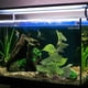 thumbnail image 5 of Plantas artificiales para acuarios, utilizadas para la decoración de acuarios.Plantas de acuario, 5 of 5