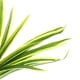 thumbnail image 3 of Planta Acuática Artificial Paisajística Accesoiros de Acuario Decorativo Resistente Duradero - tal se describe, 2 2 Yinane Reptil Vivarium Plant, 3 of 8