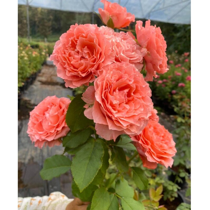 30 Seeds Summer Fireworks Rose Seeds Clumping Cold Late Winter to Early Spring Plant Time Garden Blooms