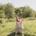 thumbnail image 3 of Miangastore Dog Collar Adjustable Waterproof Orange 1Set 25.6X1X0.08In, 3 of 8